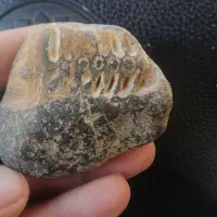 فسیل. مرجان و سنگ های تخته ای برا نما شومینه