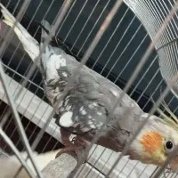 عروس هلندی نر آهویی