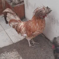 خروس...|حیوانات مزرعه|بندر ماهشهر, |دیوار