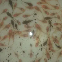 پوزه بوته ای رسید|ماهی|اردبیل, |دیوار