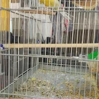 قناری نر رسمی فر حلقه پلم