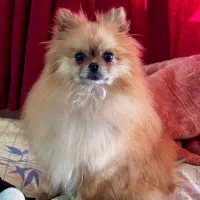 واگذاری پامر خرسی پامراین شیتزو تریر