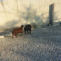 گوسفند ابست و بره نر