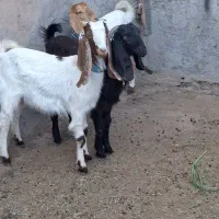 ۳راس کولار پاکستانی تکه خورده