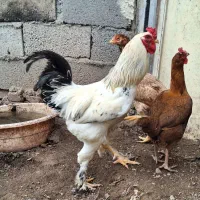 خروس برهما طبیعی