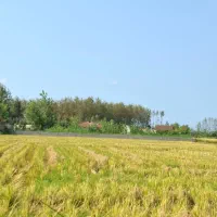 زمین ۱۰۰۰ متری دور دیوار نزدیک رشت|فروش زمین و ملک کلنگی|رشت, بوسار|دیوار