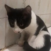 واگذاری بچه گربه نر تاکسیدو|گربه|تهران, جیحون|دیوار