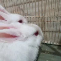 خرگوش|موش و خرگوش|نیشابور, دارایی|دیوار