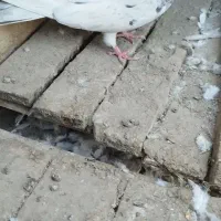 کفتر|پرنده|بهارستان, |دیوار