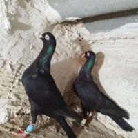 زیل نروماده جفت