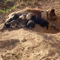 واگزاری سگ ماده|سگ|رودشت (اصفهان), |دیوار