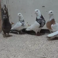 کبوتر۴تا نر. وماده   رنگی.|پرنده|اهواز, کوی مندلی(سه راه خرمشهر)|دیوار