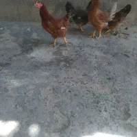 نیمچه ی ۶ ماهه