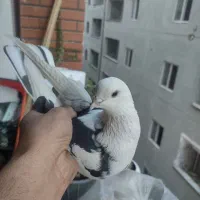 نرو ماده با جوجه