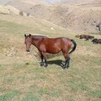 اسب فروشی|اسب و تجهیزات اسب‌سواری|ماهنشان, |دیوار