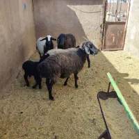 بره و بزغاله شیری میش بره دار چپش بز بزغاله دار