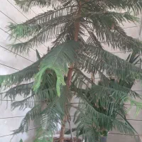 کاج مطبخ فروشی