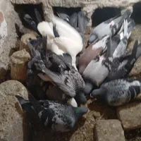 کبوتر|پرنده|بناب, |دیوار