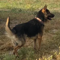 سگ ژرمن