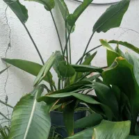 گلدان آپارتمانی