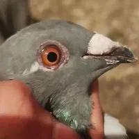 قره چاپی ماده|پرنده|مشهد, شهرک شیرین|دیوار