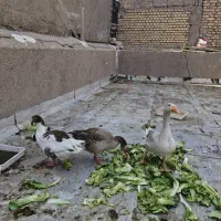 فروش غاز و اردک|حیوانات مزرعه|آبادان, |دیوار