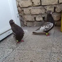 جفت سینه قهوه ای|حیوانات|شیراز, سعدیه جنوبی|دیوار