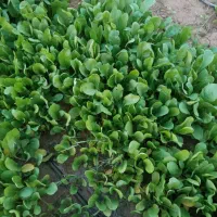 ترب|خوردنی و آشامیدنی|کاکی, |دیوار