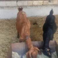 بز بزغاله 11راس