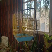 قناری رسمی|پرنده|وحیدیه, |دیوار