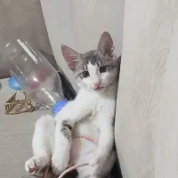 گربه رایگان dsh