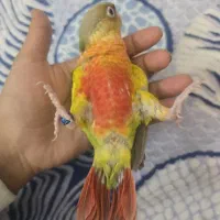 گرینچیک آناناسی دبل رد|پرنده|مشهد, تربیت (صدف)|دیوار