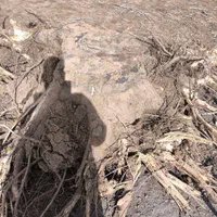 دراوردن ریشه درخت گردو بصورت رایگان|خدمات باغبانی و درختکاری|الشتر, |دیوار