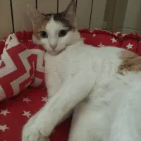 واگذاری گربه