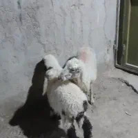 میش وبره