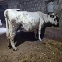 گاو جوان با گوساله نر|حیوانات مزرعه|قصابه, |دیوار