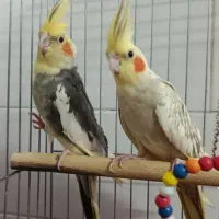 عروس هلندی جفت با سه تا جوجه