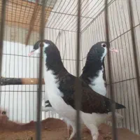 خوشرنگ اصل