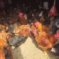 تخم مرغ نطفه دار وخوراکی|حیوانات مزرعه|گرگان, |دیوار