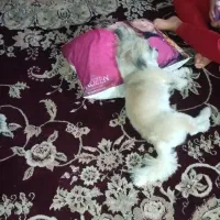 سگ دوساله نیم نر شیتزو پامر