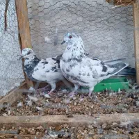 کبوتر عتیقه|پرنده|ایرانشهر, |دیوار