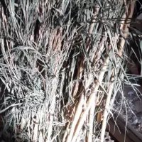 فروش نی هفت بند قطر خوب|سازهای سنتی|کاشان, راه آهن کاشان|دیوار