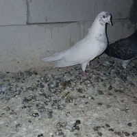 کبوتر جفت باش قرمزی