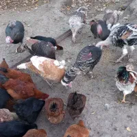 بوقلمون طبیعی|حیوانات مزرعه|آبش احمد, |دیوار