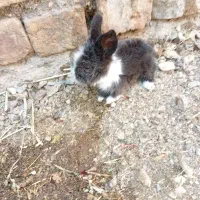 بچه خرگوش اوپ