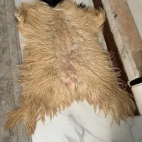 پادری