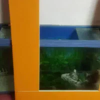 اکواریوم|ماهیگیری|بیرجند, |دیوار