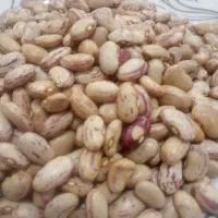 لوبیا درجه یک تازه امسال