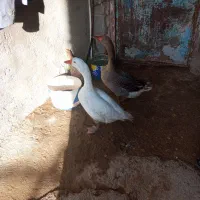 غاز نرماده تخم گذار بامرغ معاوضه میشود