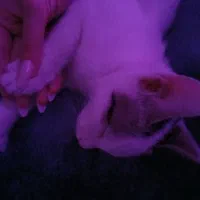 واگذاری گربه